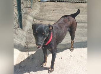 Hundekind Erika sucht schönes Körbchen