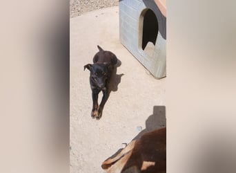 Hundekind Erika sucht schönes Körbchen