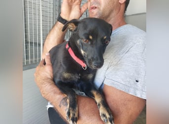 Hundekind Erika sucht schönes Körbchen