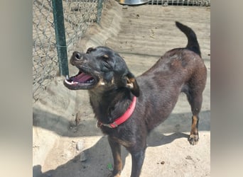 Hundekind Erika sucht schönes Körbchen
