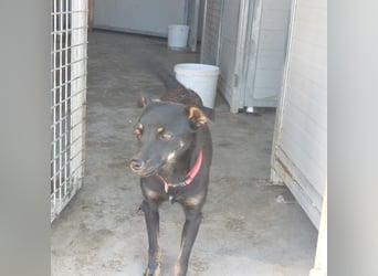 Hundekind Erika sucht schönes Körbchen