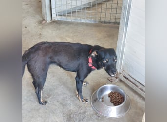 Hundekind Erika sucht schönes Körbchen