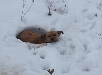 IM SCHNEE FAST ERFROREN ++ HERZENSWÄRME GESUCHT FÜR ZARA
