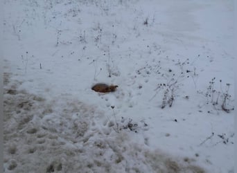 IM SCHNEE FAST ERFROREN ++ HERZENSWÄRME GESUCHT FÜR ZARA