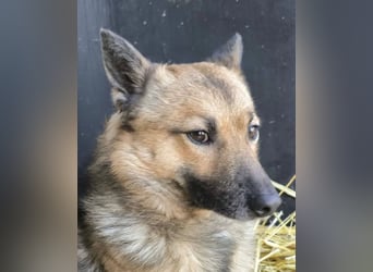 Benji VA - freundlich