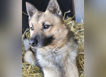 Benji VA - freundlich