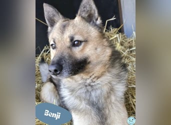 Benji VA - freundlich