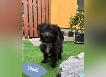 Floki - welpen typisch verspielt