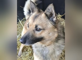 Benji VA - freundlich