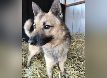 Benji VA - freundlich