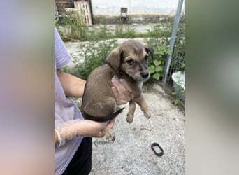 ⭐️Yuki ⭐️, Strahlemann, Welpe, Rüde, 3 Monate, 20 cm (im Wachstum), Mischling, Tierschutz Rumänien