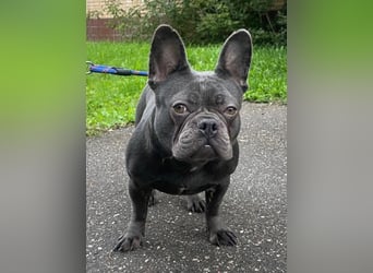 Liebevolle Hündin Bulya ❤️ sucht fürsorgliches Zuhause
