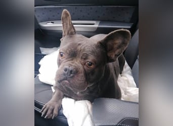 Liebevolle Hündin Bulya ❤️ sucht fürsorgliches Zuhause