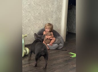 Liebevolle Hündin Bulya ❤️ sucht fürsorgliches Zuhause