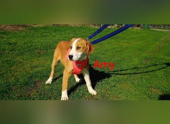 Amy geb. 11/2025 (GRC) - soziale + glückliche Maus sucht ihre eigene Familie!