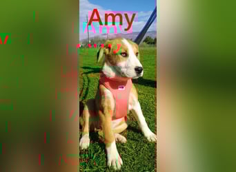 Amy geb. 11/2025 (GRC) - soziale + glückliche Maus sucht ihre eigene Familie!