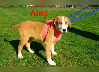 Amy geb. 11/2025 (GRC) - soziale + glückliche Maus sucht ihre eigene Familie!