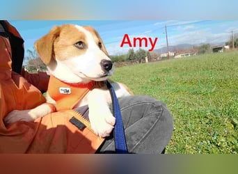 Amy geb. 11/2025 (GRC) - soziale + glückliche Maus sucht ihre eigene Familie!