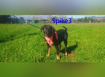 Spike3 geb. 11/2025 (GRC) - geselliges Hundebaby möchte in ein schönes Leben starten!
