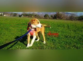 Amy geb. 11/2025 (GRC) - soziale + glückliche Maus sucht ihre eigene Familie!