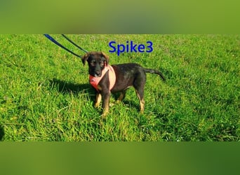 Spike3 geb. 11/2025 (GRC) - geselliges Hundebaby möchte in ein schönes Leben starten!