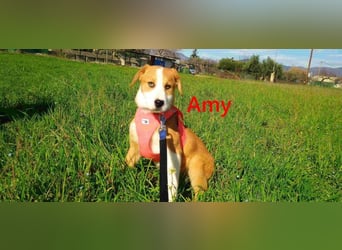 Amy geb. 11/2025 (GRC) - soziale + glückliche Maus sucht ihre eigene Familie!