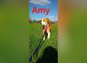 Amy geb. 11/2025 (GRC) - soziale + glückliche Maus sucht ihre eigene Familie!