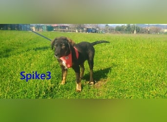 Spike3 geb. 11/2025 (GRC) - geselliges Hundebaby möchte in ein schönes Leben starten!