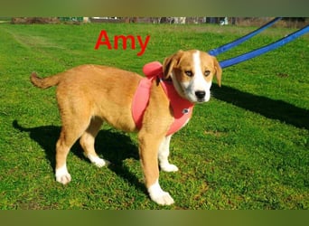 Amy geb. 11/2025 (GRC) - soziale + glückliche Maus sucht ihre eigene Familie!