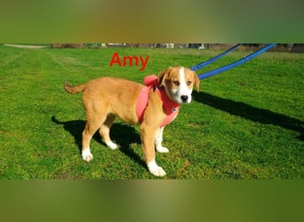 Amy geb. 11/2025 (GRC) - soziale + glückliche Maus sucht ihre eigene Familie!