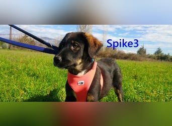 Spike3 geb. 11/2025 (GRC) - geselliges Hundebaby möchte in ein schönes Leben starten!