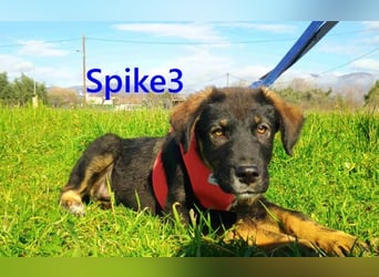 Spike3 geb. 11/2025 (GRC) - geselliges Hundebaby möchte in ein schönes Leben starten!