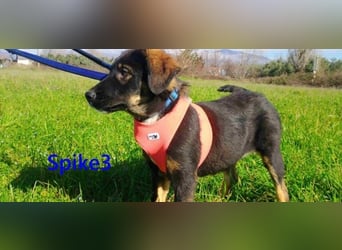 Spike3 geb. 11/2025 (GRC) - geselliges Hundebaby möchte in ein schönes Leben starten!