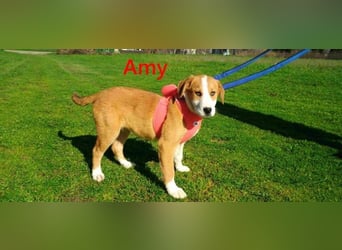 Amy geb. 11/2025 (GRC) - soziale + glückliche Maus sucht ihre eigene Familie!