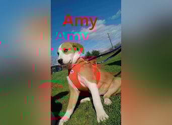 Amy geb. 11/2025 (GRC) - soziale + glückliche Maus sucht ihre eigene Familie!