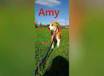 Amy geb. 11/2025 (GRC) - soziale + glückliche Maus sucht ihre eigene Familie!