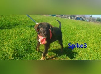 Spike3 geb. 11/2025 (GRC) - geselliges Hundebaby möchte in ein schönes Leben starten!