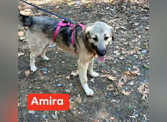 Amira - Herdenschutz-Mix