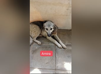 Amira - Herdenschutz-Mix