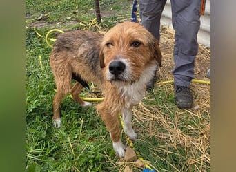 Hund Rüde Rauhaar Bracke Kastriert