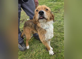 Hund Rüde Rauhaar Bracke Kastriert