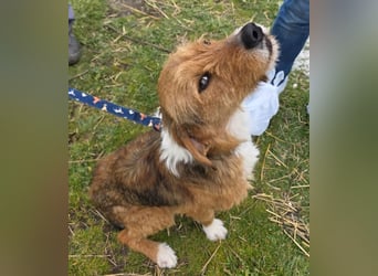 Hund Rüde Rauhaar Bracke Kastriert
