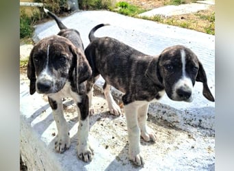 Finn und Fiete