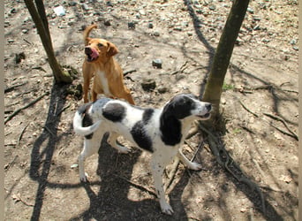 Herzensmensch gesucht - liebe MIRA hofft den Jackpot Ausreise zu knacken