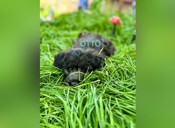 Otto Welpe - sucht seine Familie!