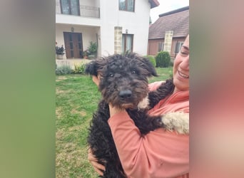 Pepe sucht eine ganz spezielle Familie
