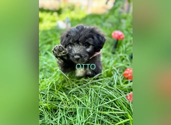 Otto Welpe - sucht seine Familie!