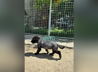 Otto Welpe - sucht seine Familie!