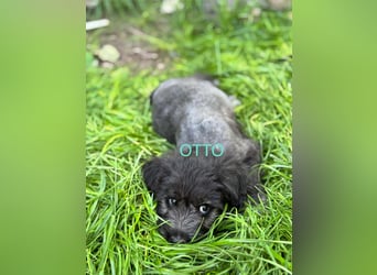 Otto Welpe - sucht seine Familie!