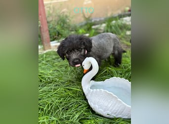Otto Welpe - sucht seine Familie!